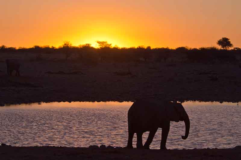 79 - Namibia - elefantes al atardecer - parque nacional de Etosha